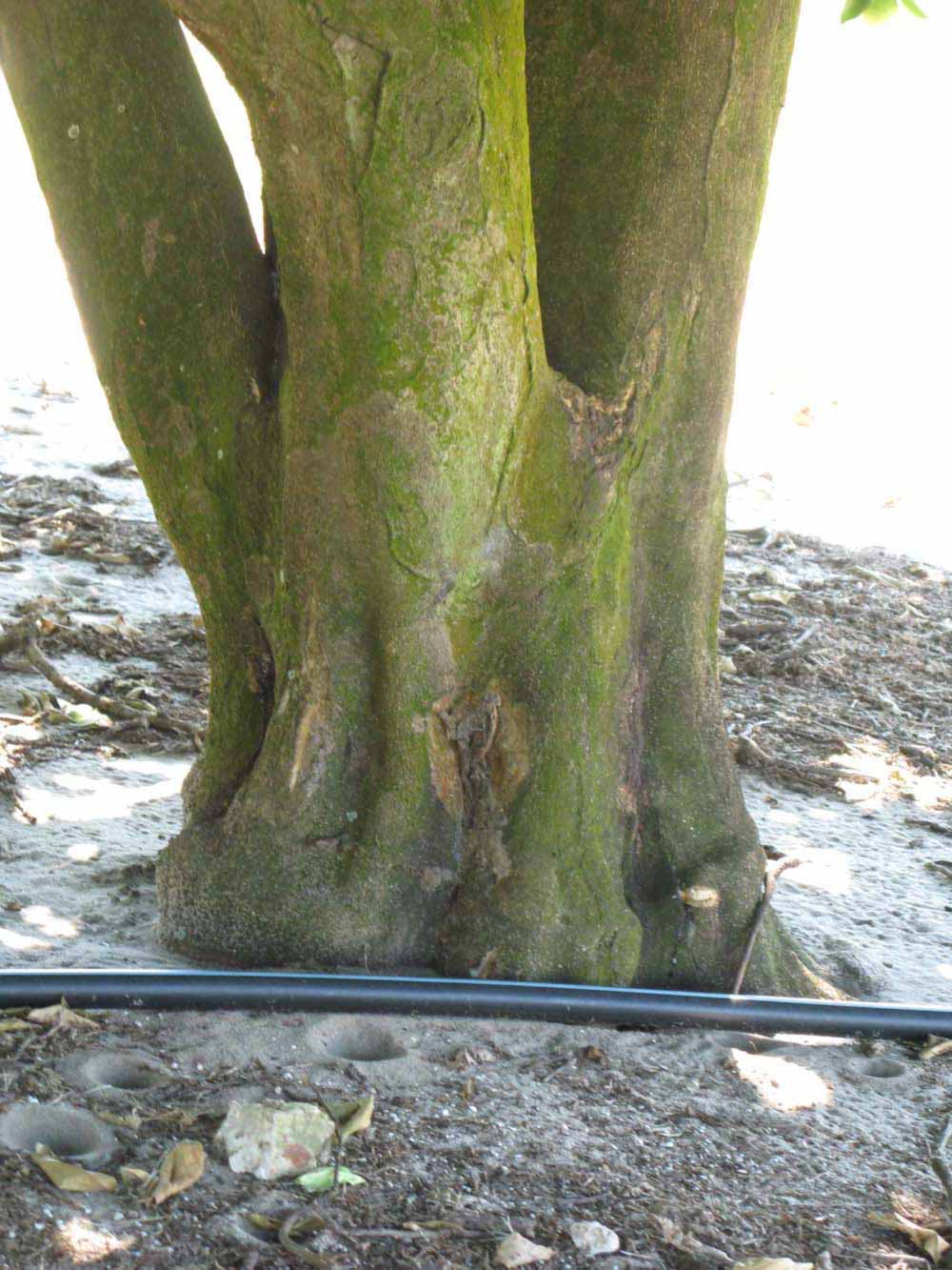            Bark (Winter Haven, FL)      